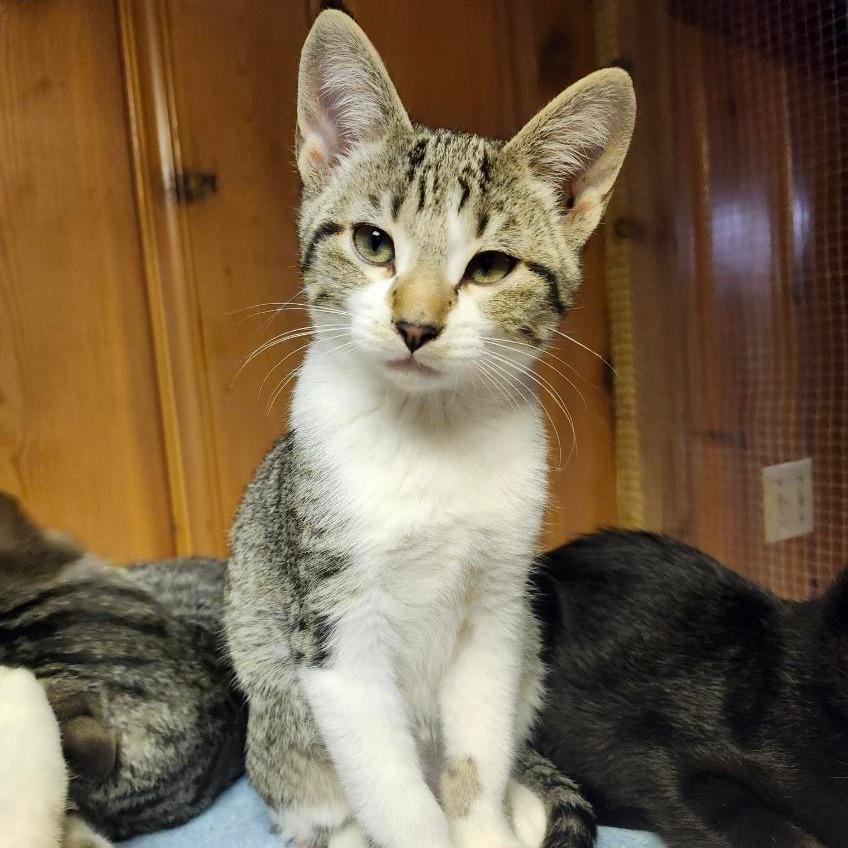 Enlarge Twig, a Adoptable Domestic Short Hair in Saint Paul, MN image 4/6