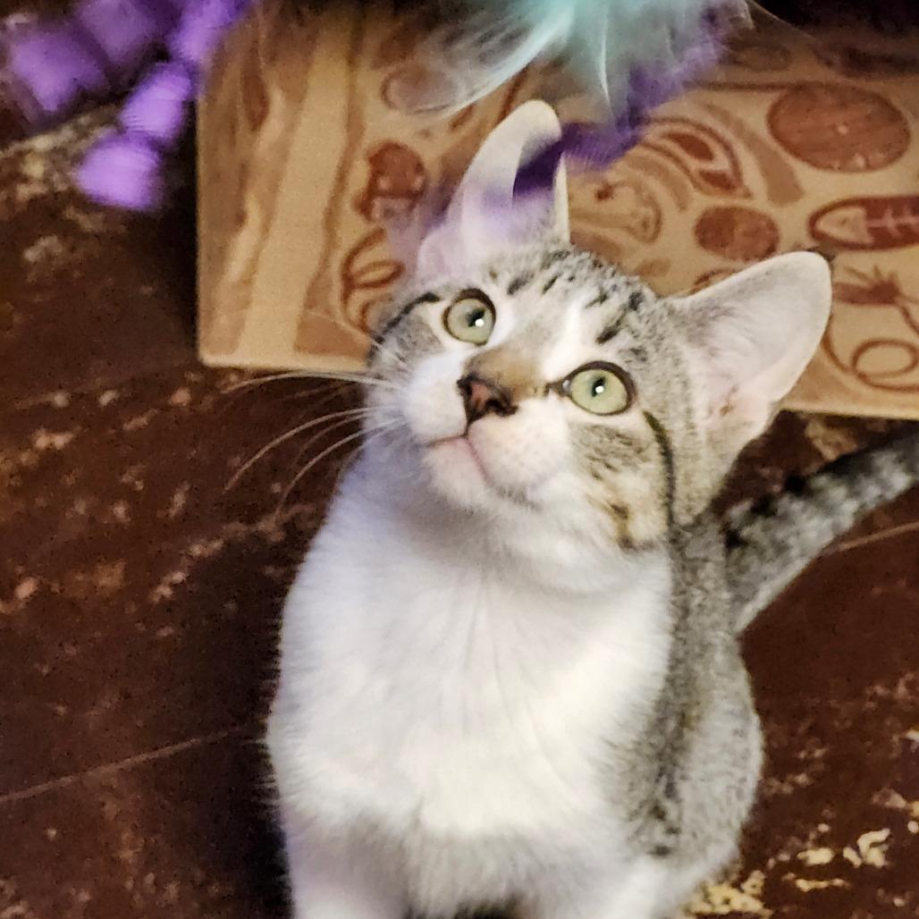 Enlarge Twig, a Adoptable Domestic Short Hair in Saint Paul, MN image 5/6