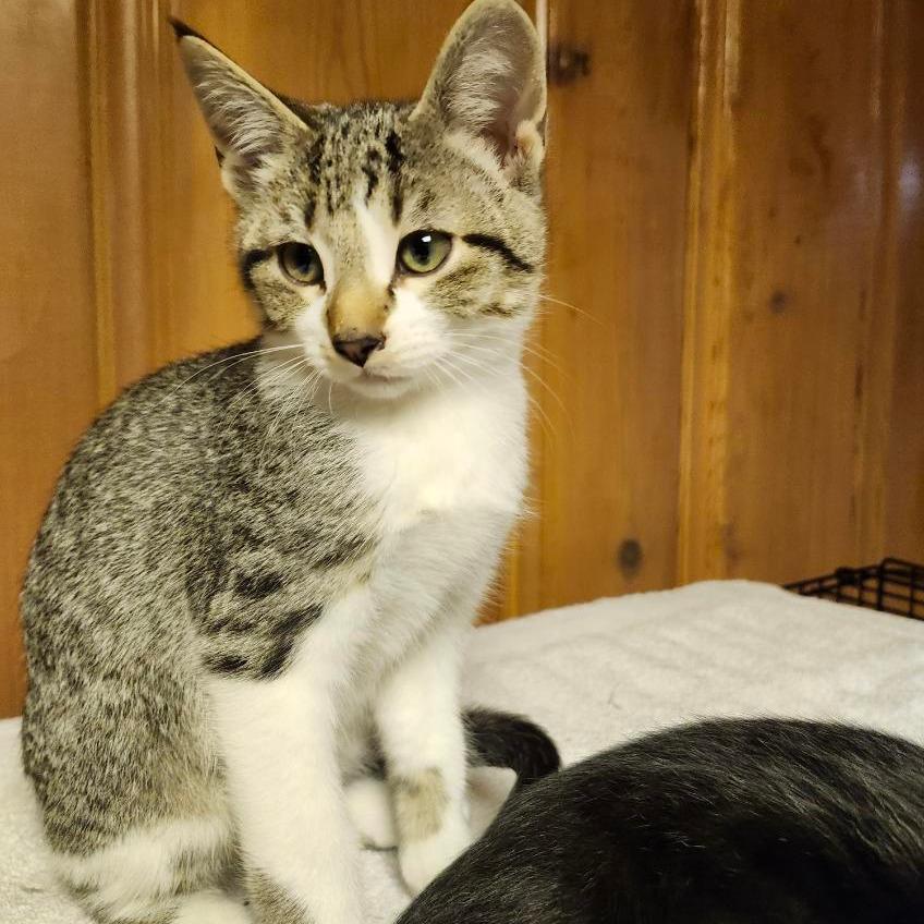 Enlarge Twig, a Adoptable Domestic Short Hair in Saint Paul, MN image 6/6