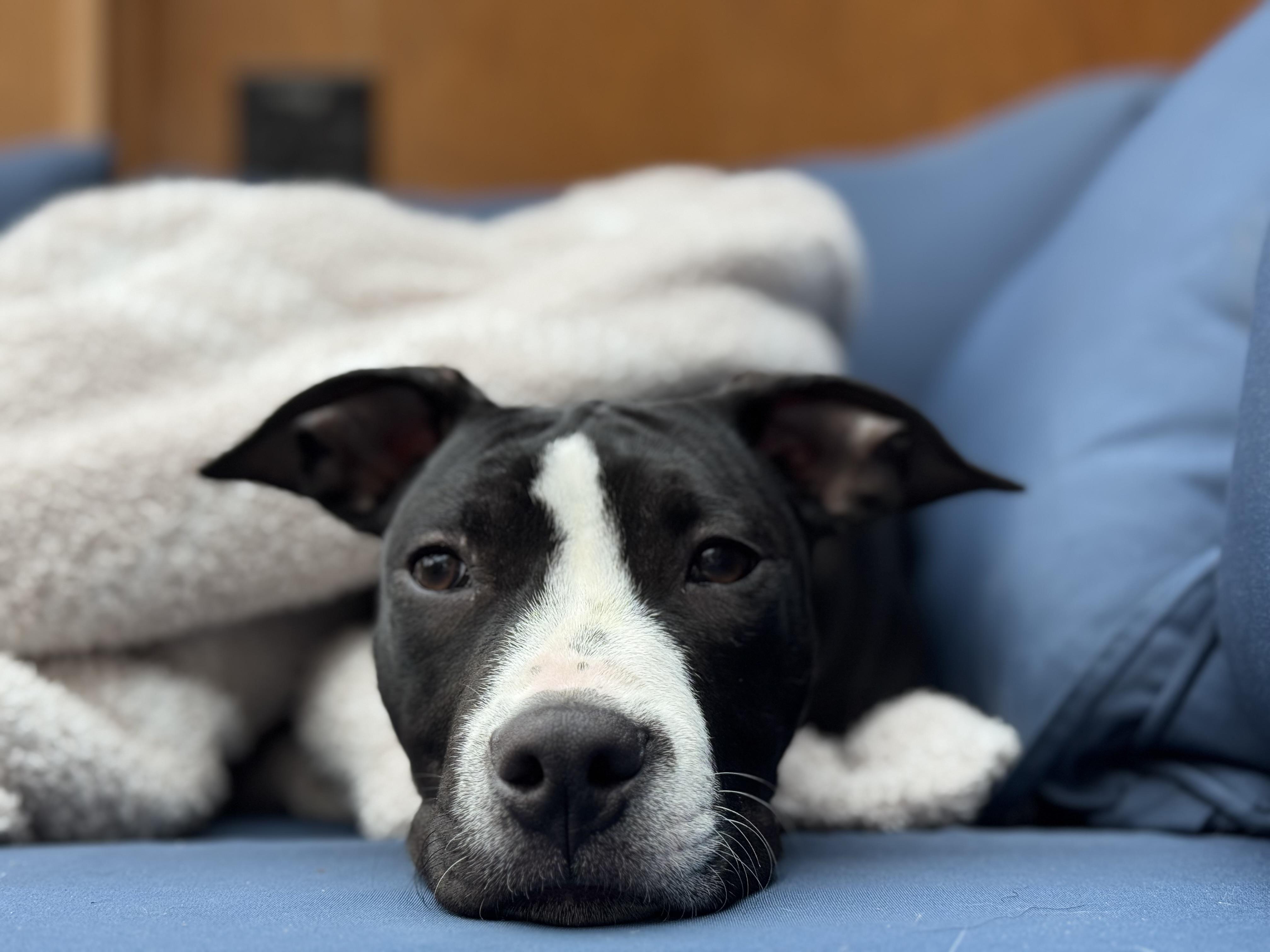 Enlarge Wally, a Adoptable mixed breed in Nutting Lake, MA image 4/5