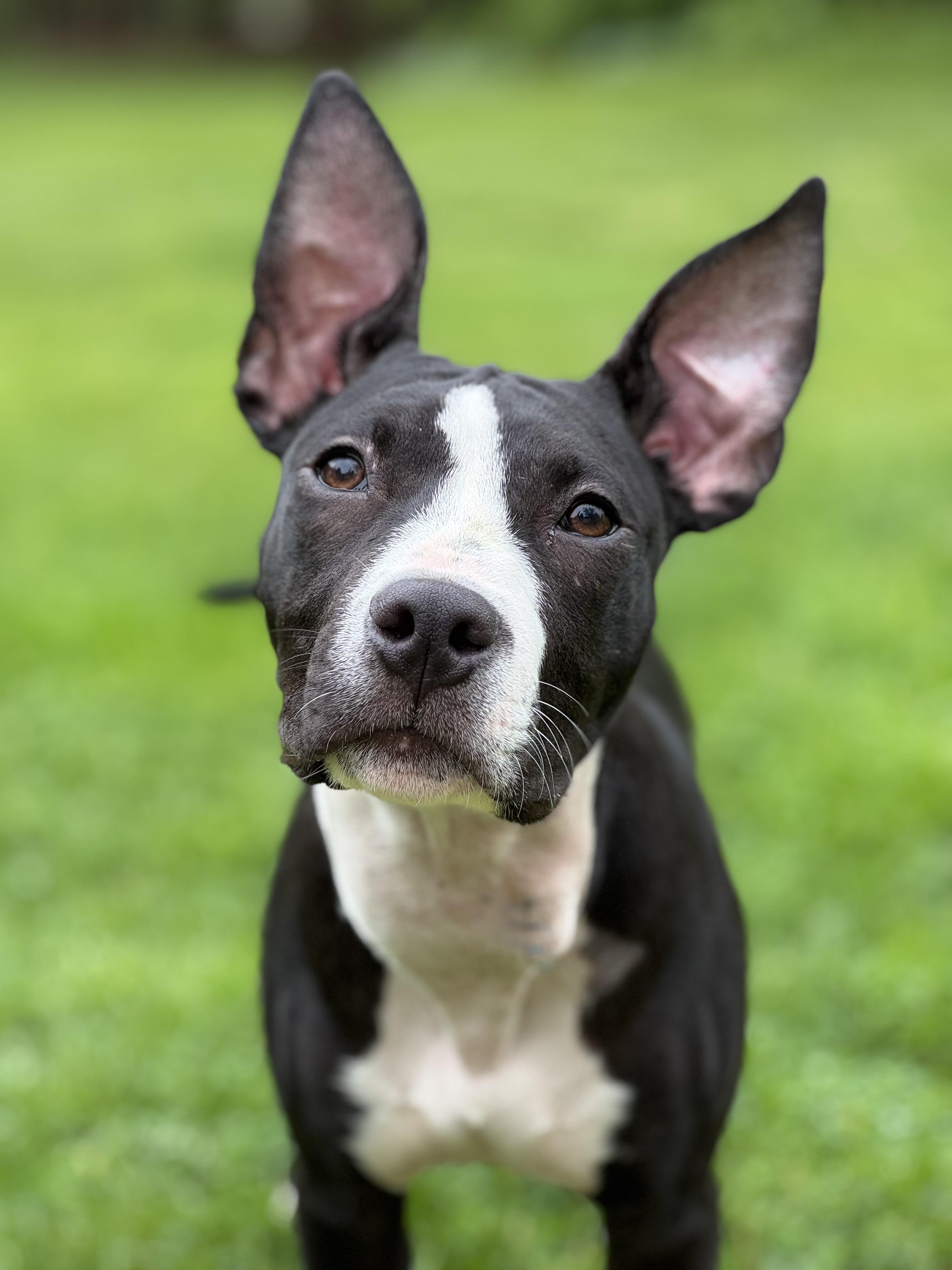 Enlarge Wally, a Adoptable mixed breed in Nutting Lake, MA image 2/5