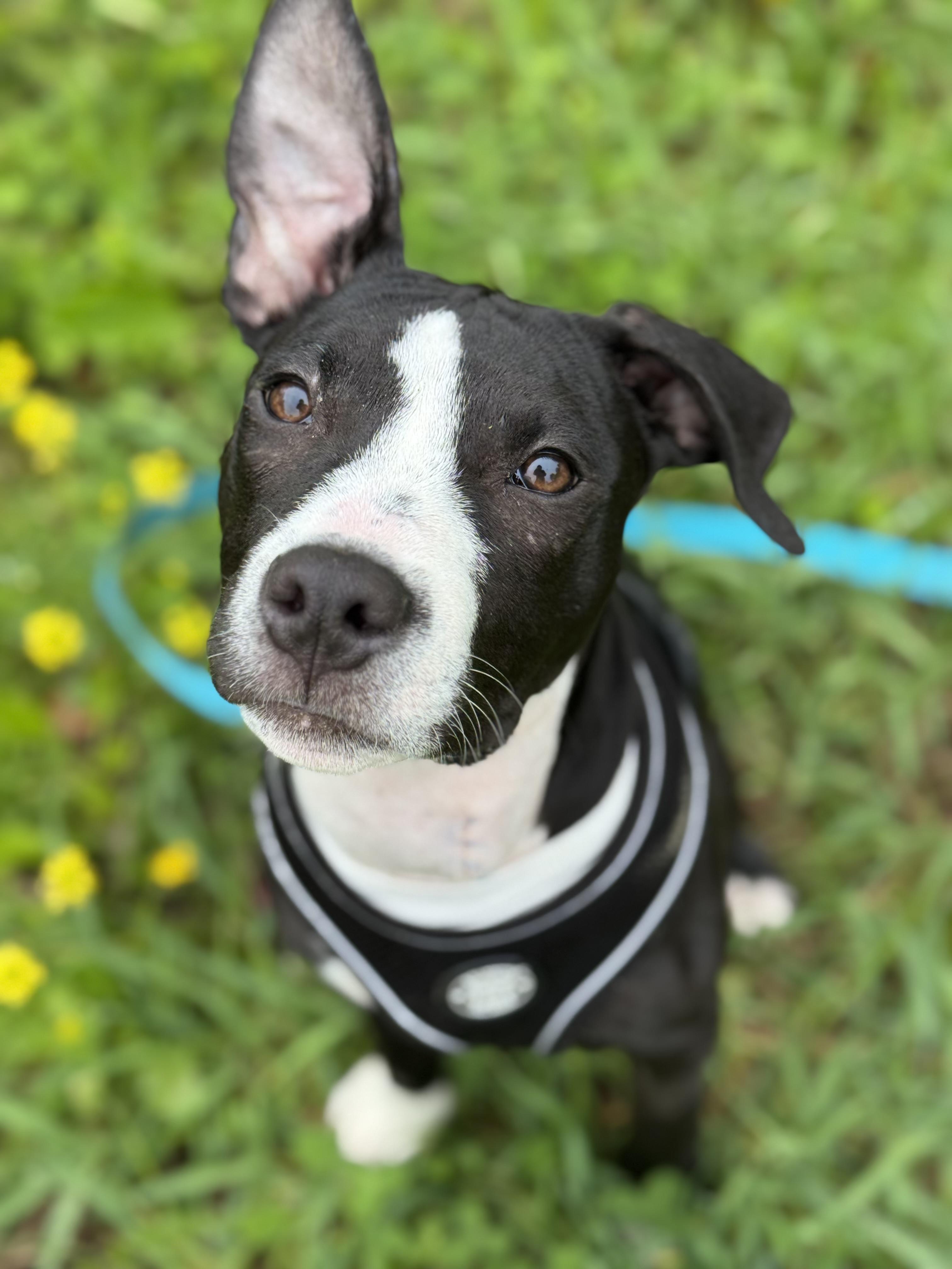 Enlarge Wally, a Adoptable mixed breed in Nutting Lake, MA image 3/5