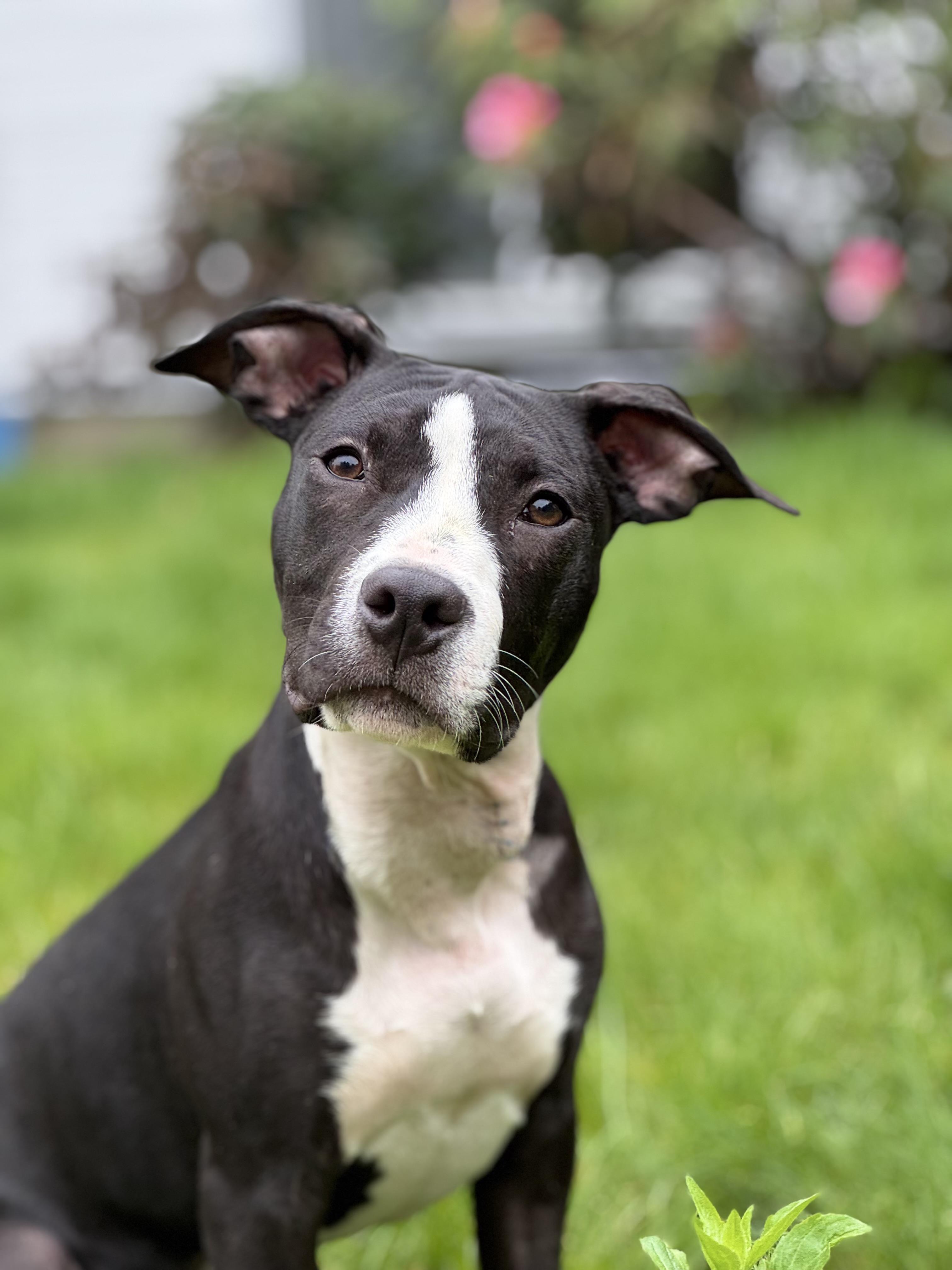 Enlarge Wally, a Adoptable mixed breed in Nutting Lake, MA image 1/5