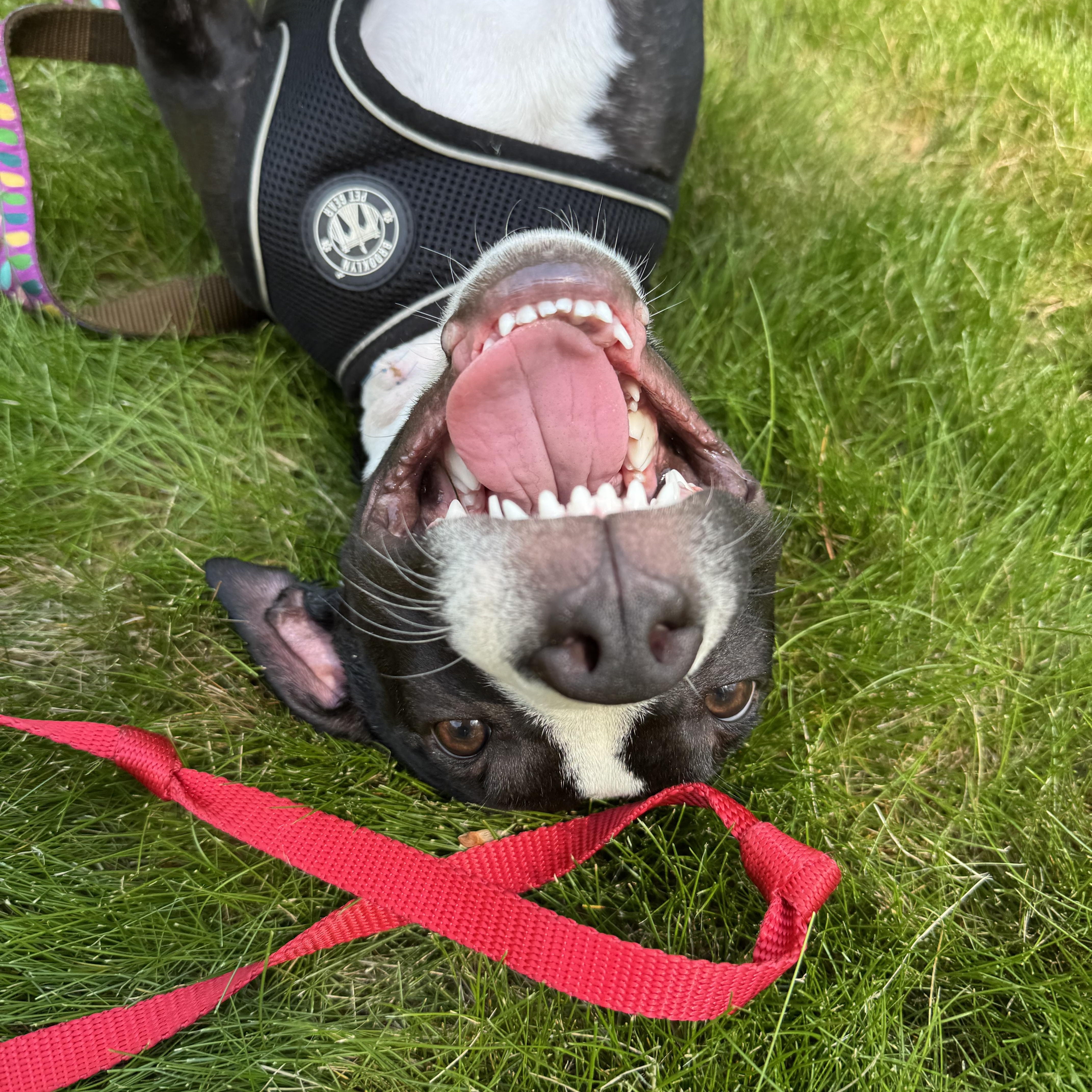 Enlarge Wally, a Adoptable mixed breed in Nutting Lake, MA image 5/5