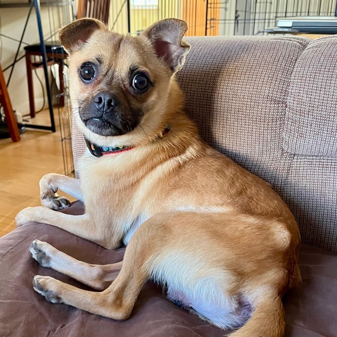 Mushu, a ADOPTABLE mixed breed in Richmond, VA image 1/6