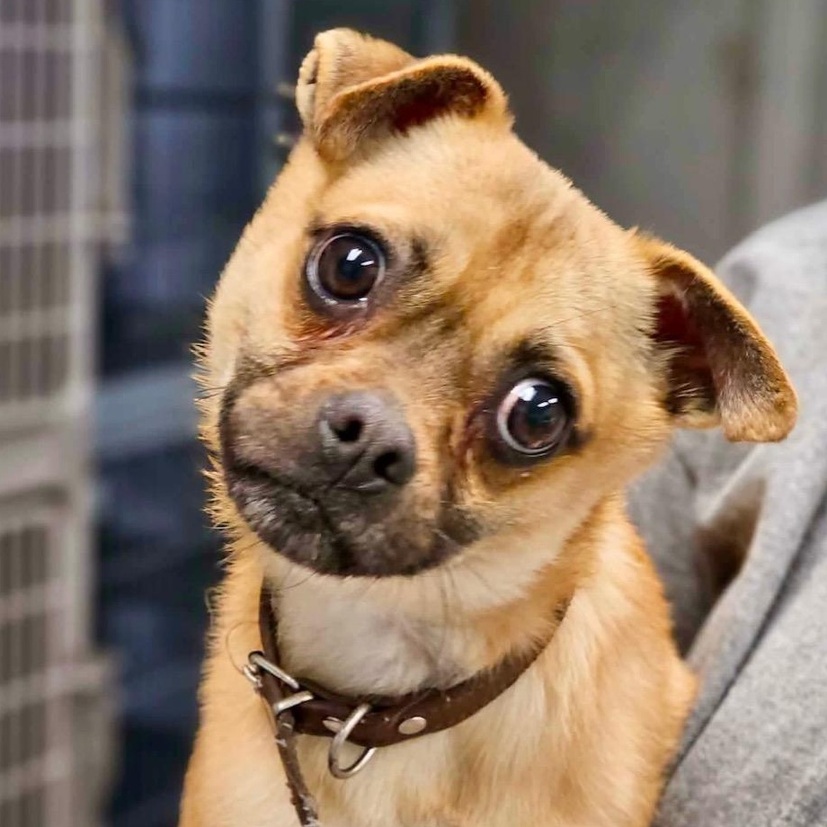 Mushu, a ADOPTABLE mixed breed in Richmond, VA image 5/6