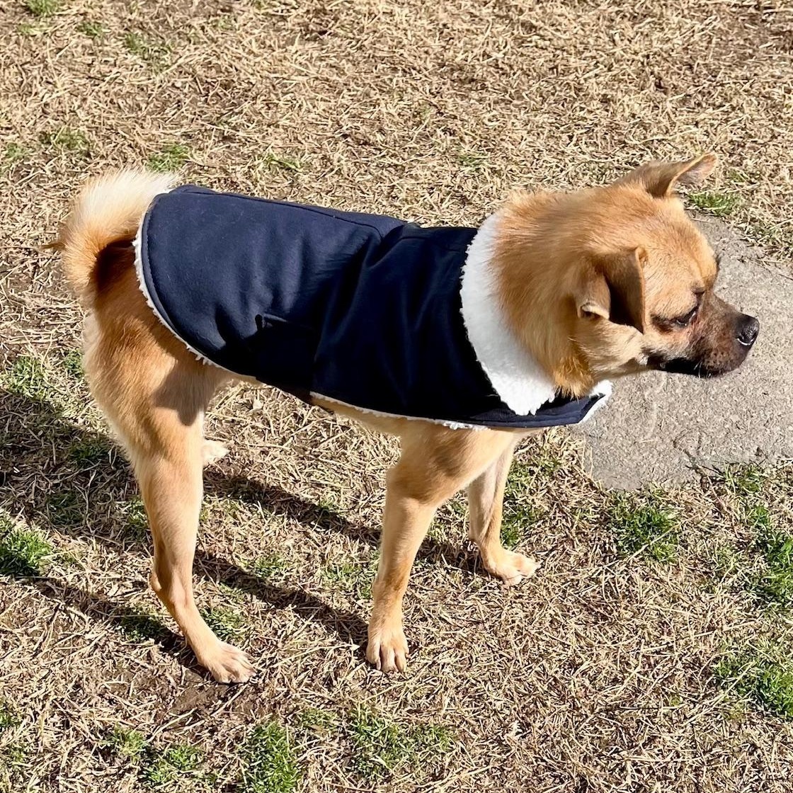 Mushu, a ADOPTABLE mixed breed in Richmond, VA image 3/6