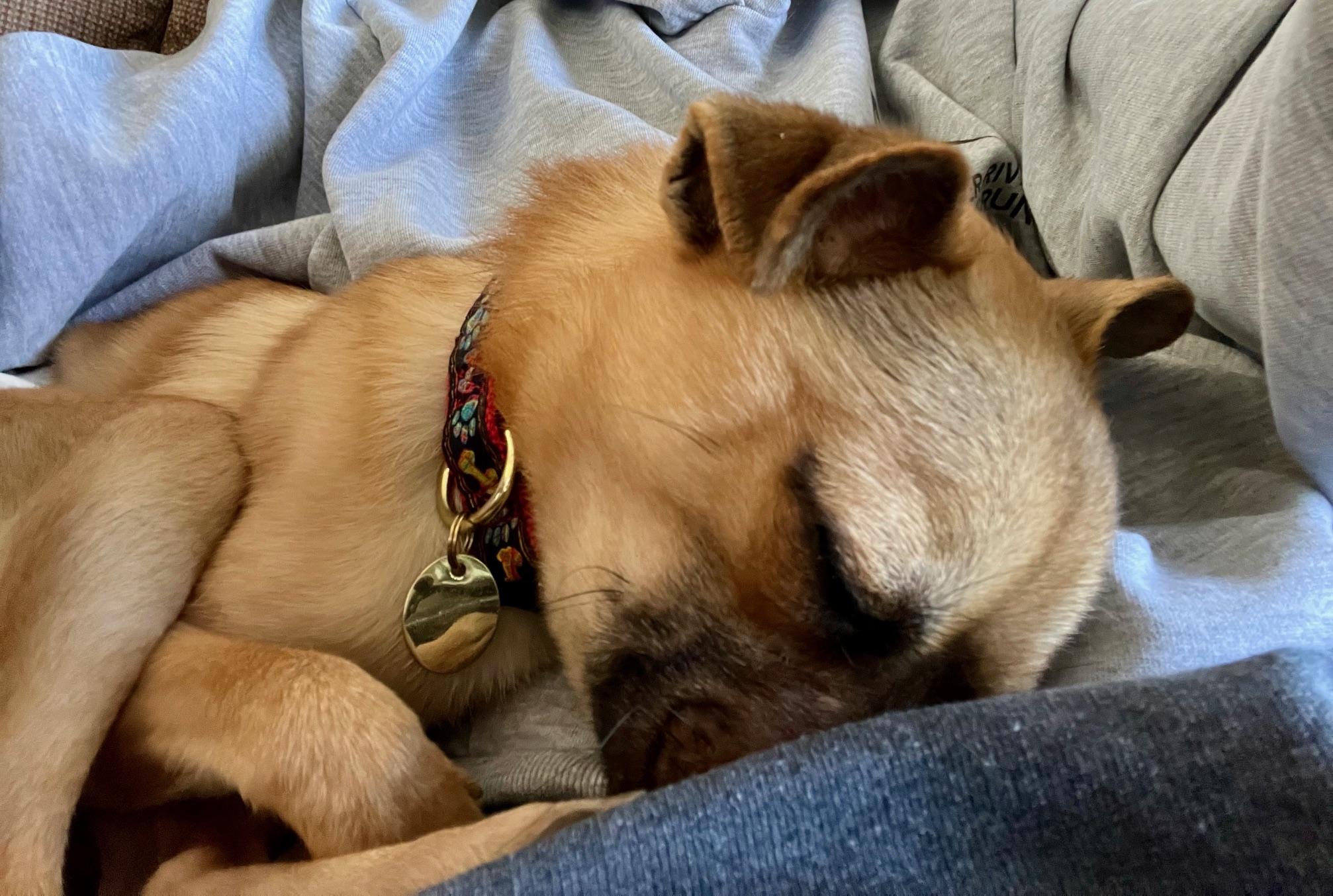 Mushu, a ADOPTABLE mixed breed in Richmond, VA image 4/6