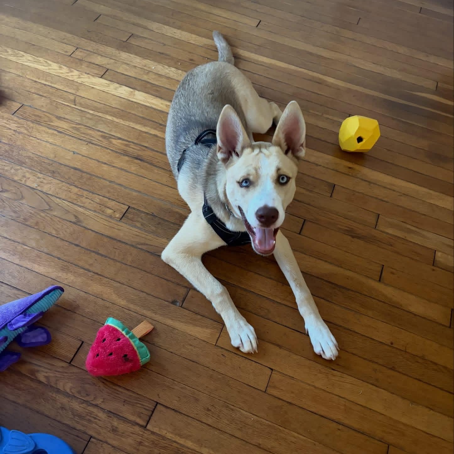 Enlarge Belle, a ADOPTABLE mixed breed in Kempner, TX image 4/6
