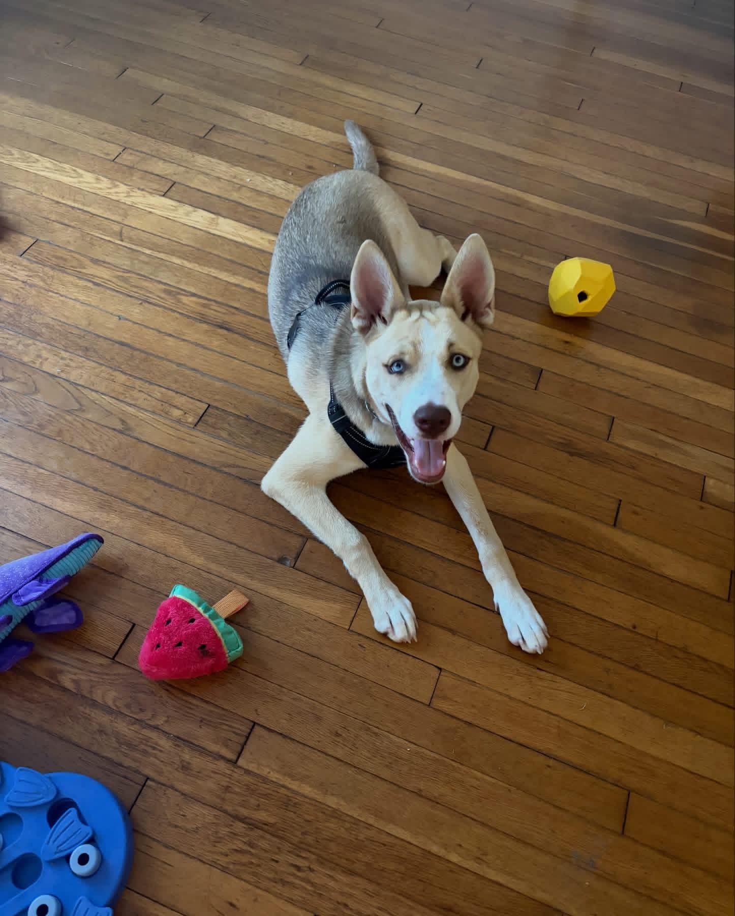 Enlarge Belle, a ADOPTABLE mixed breed in Kempner, TX image 2/5