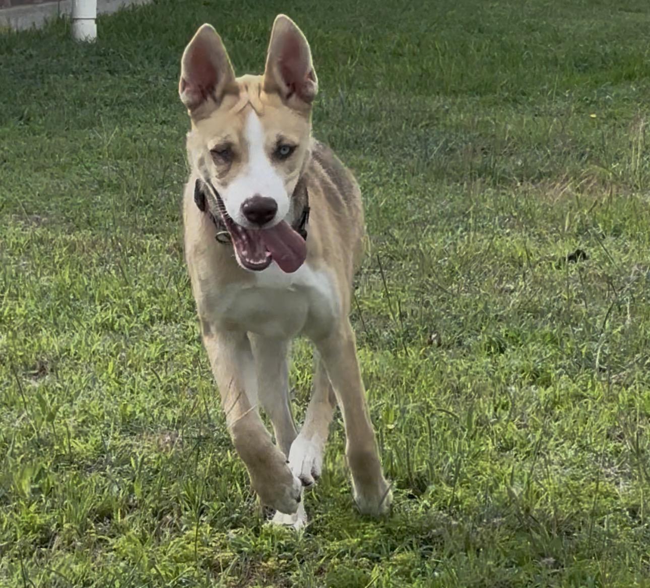 Enlarge Belle, a ADOPTABLE mixed breed in Kempner, TX image 3/4