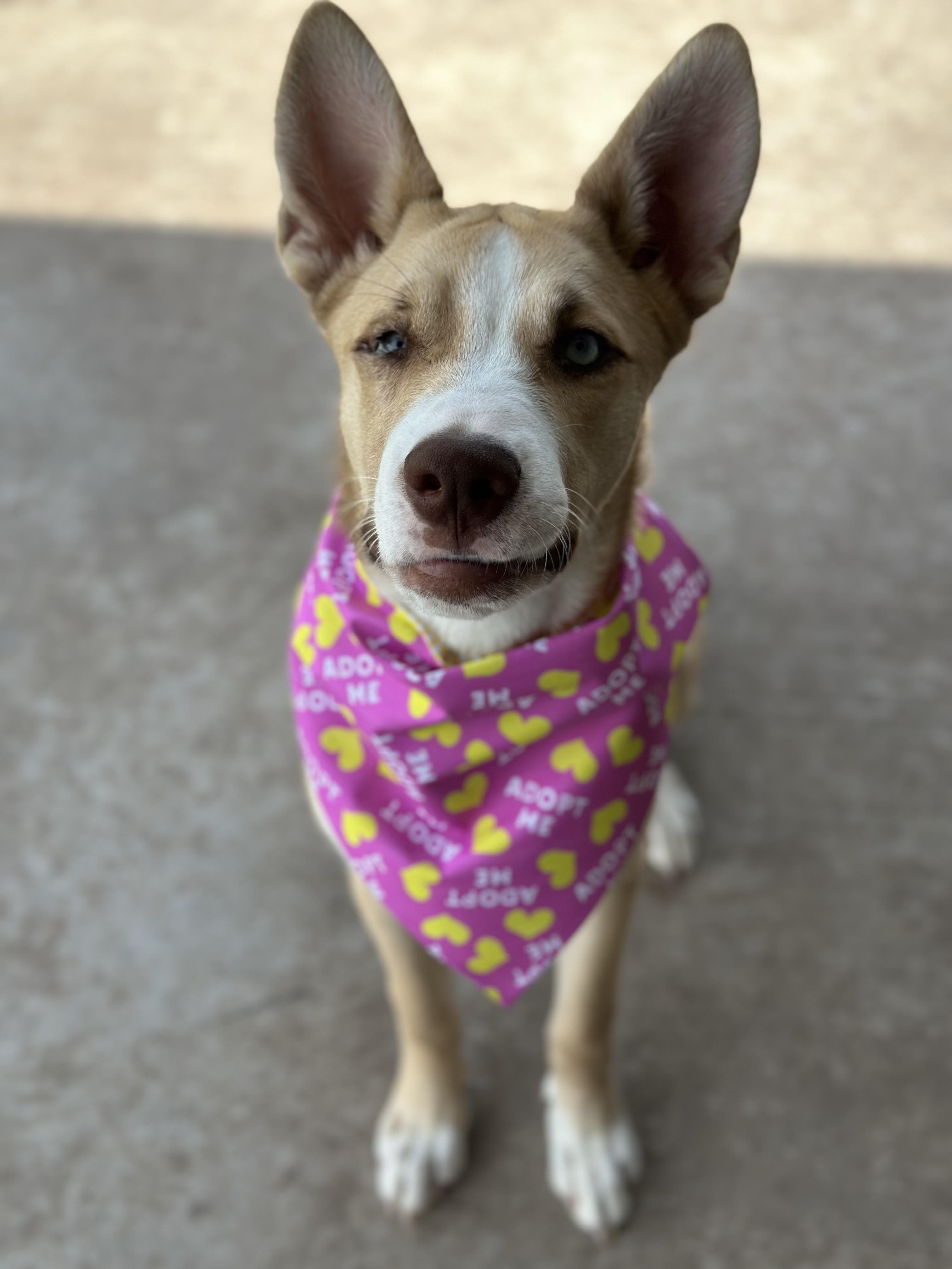Belle, ADOPTABLE, Young Female Husky & Shepherd.