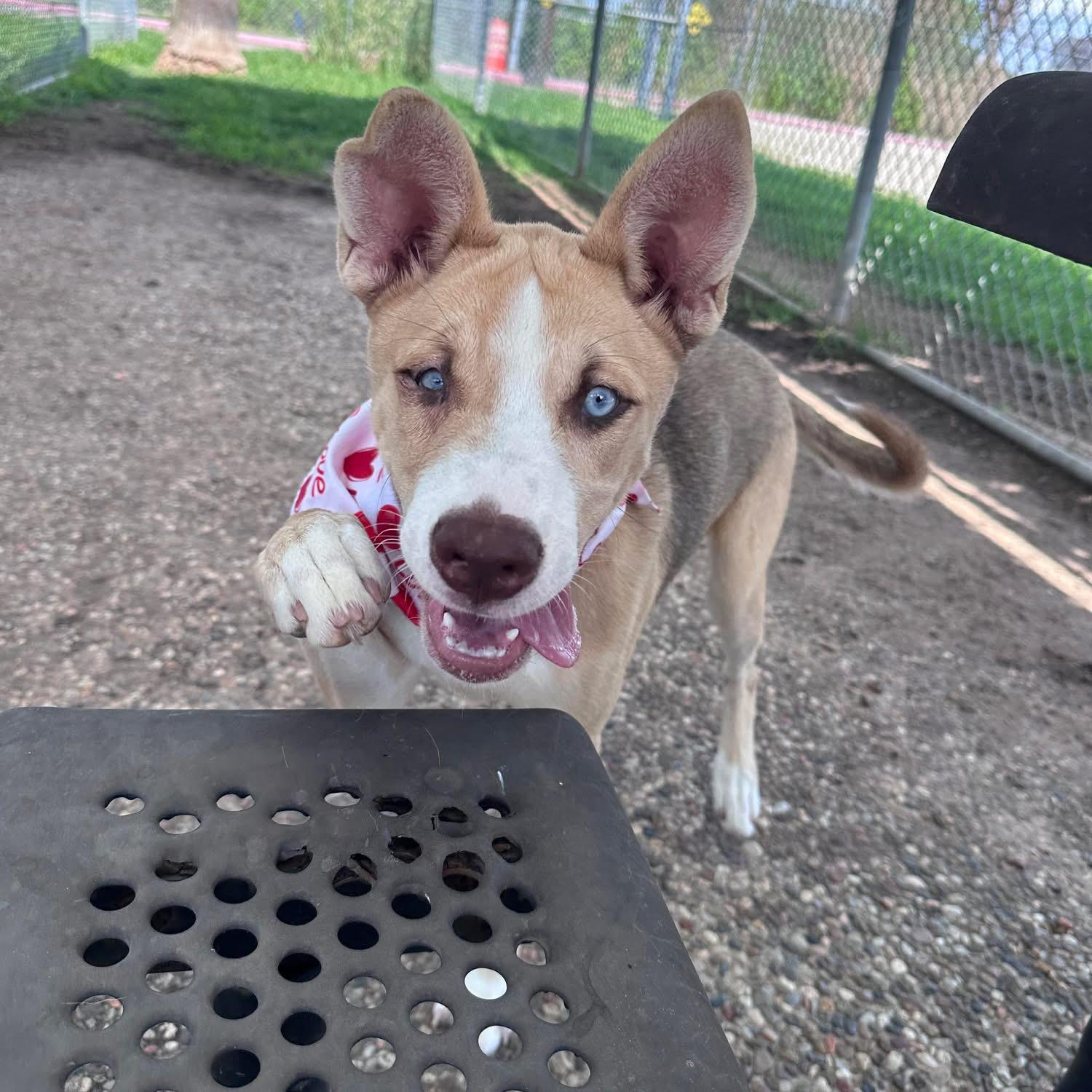 Enlarge Belle, a ADOPTABLE mixed breed in Kempner, TX image 1/4