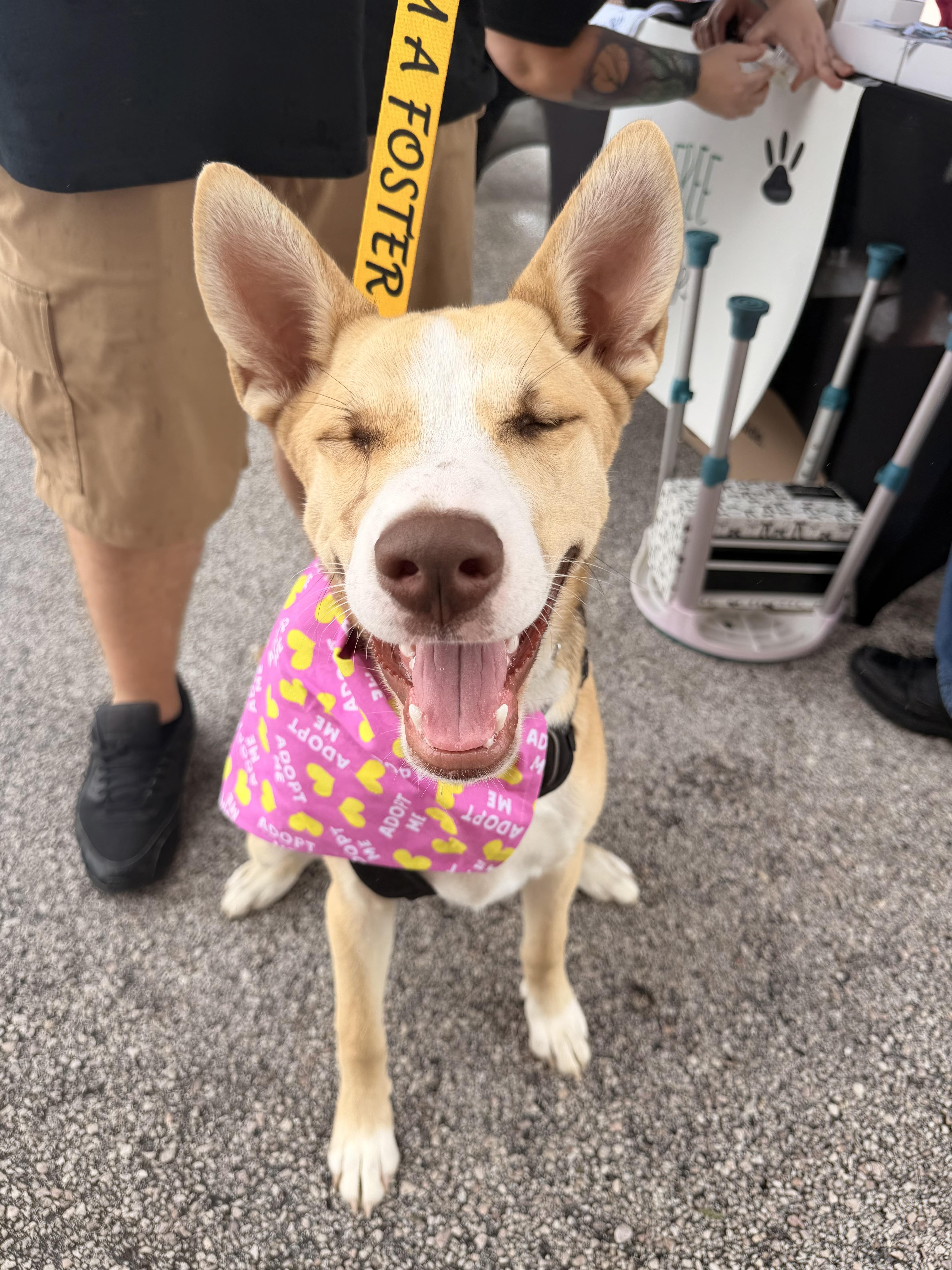 Enlarge Belle, a ADOPTABLE mixed breed in Kempner, TX image 3/5