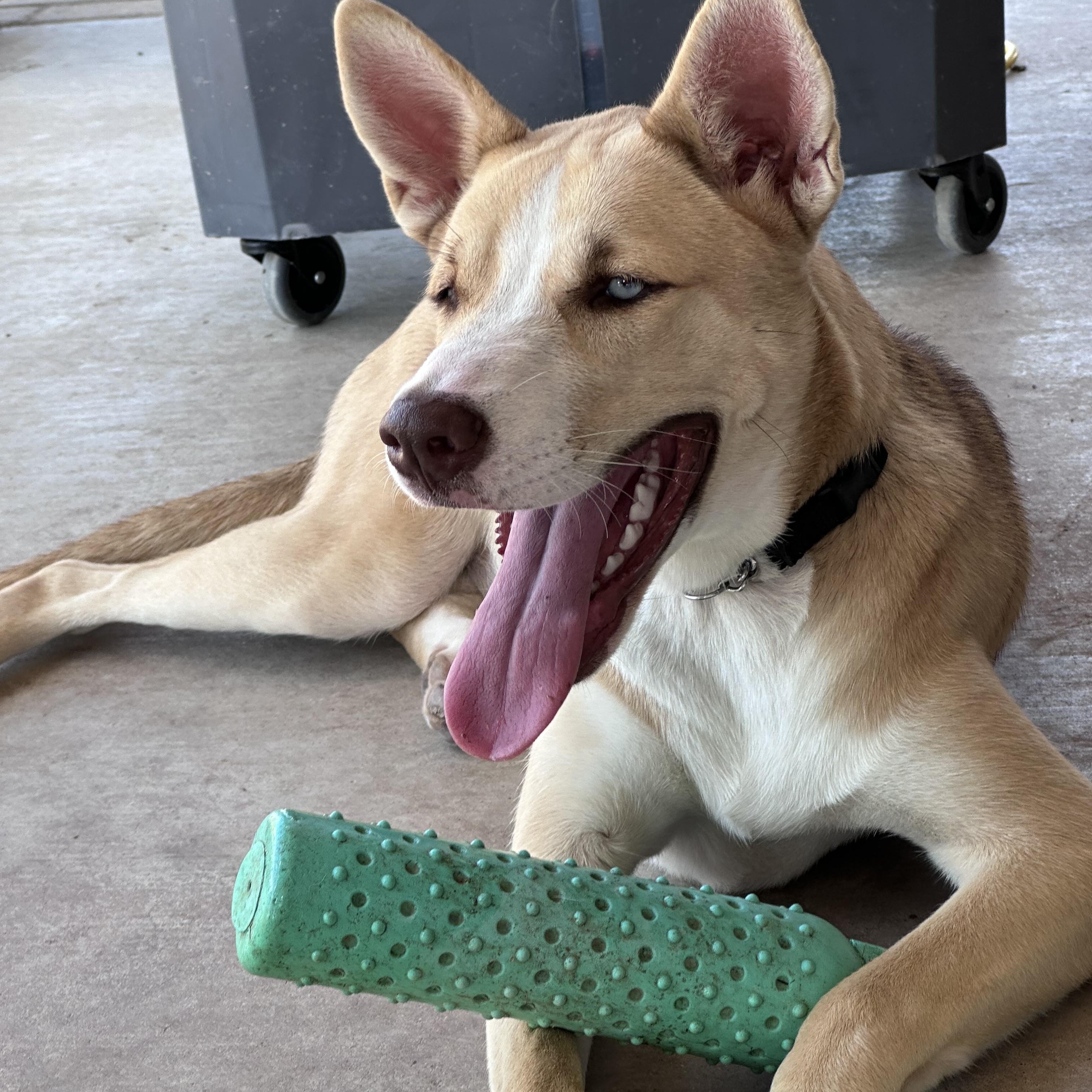 Enlarge Belle, a ADOPTABLE mixed breed in Kempner, TX image 2/6