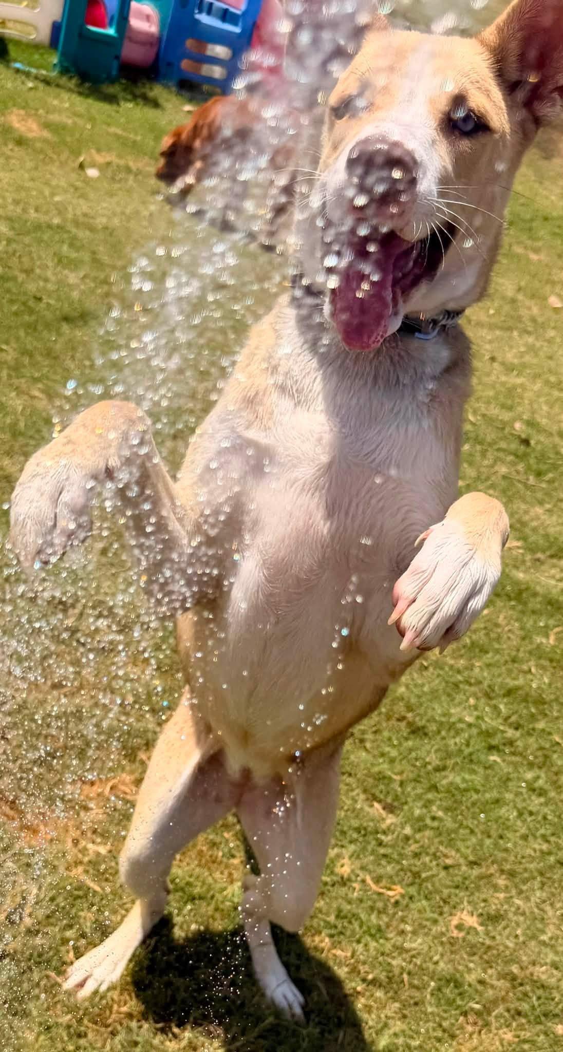 Enlarge Belle, a ADOPTABLE mixed breed in Kempner, TX image 5/6