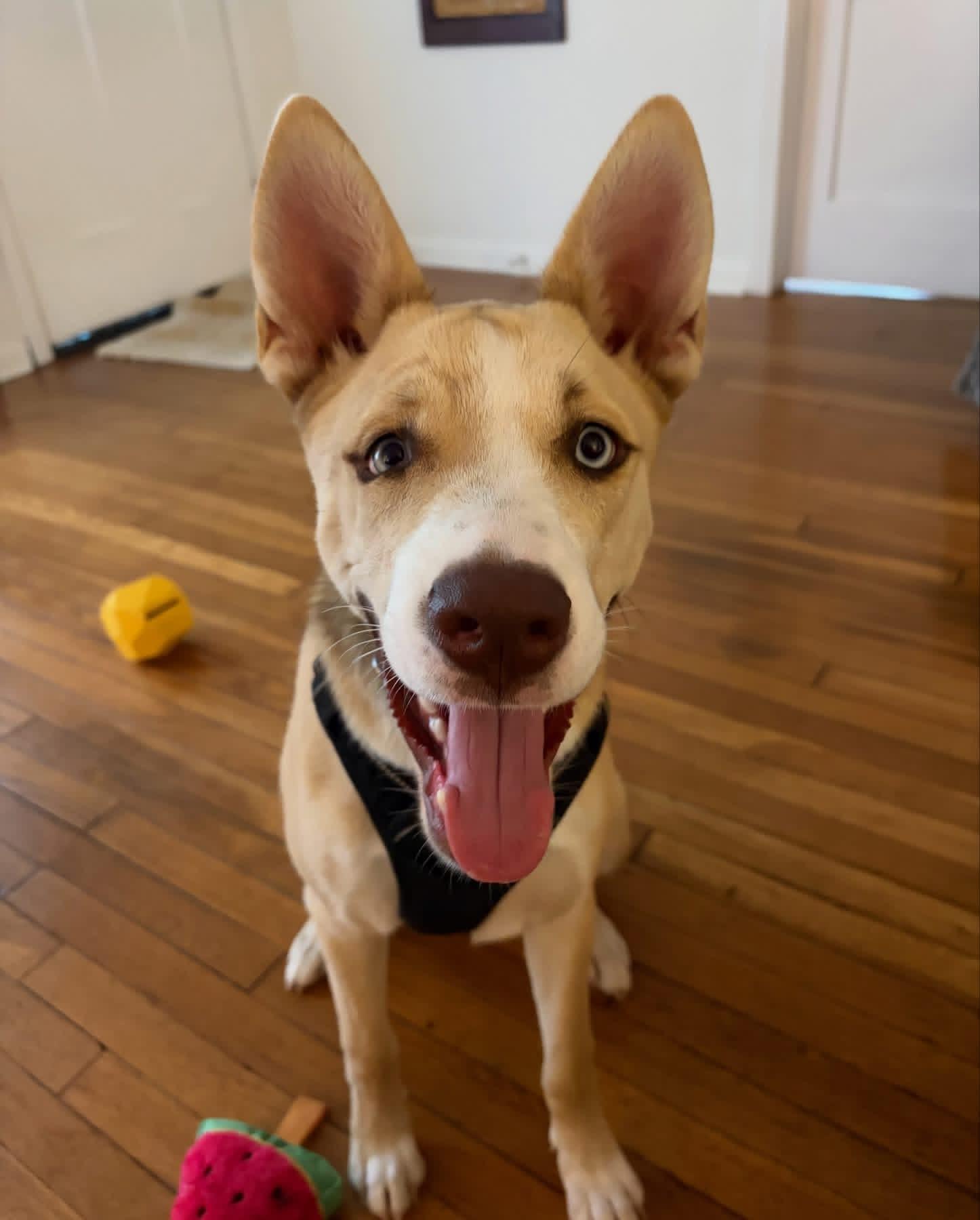 Enlarge Belle, a ADOPTABLE mixed breed in Kempner, TX image 1/5