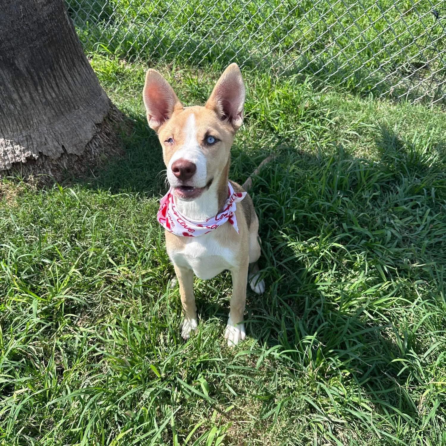 Enlarge Belle, a ADOPTABLE mixed breed in Kempner, TX image 2/4