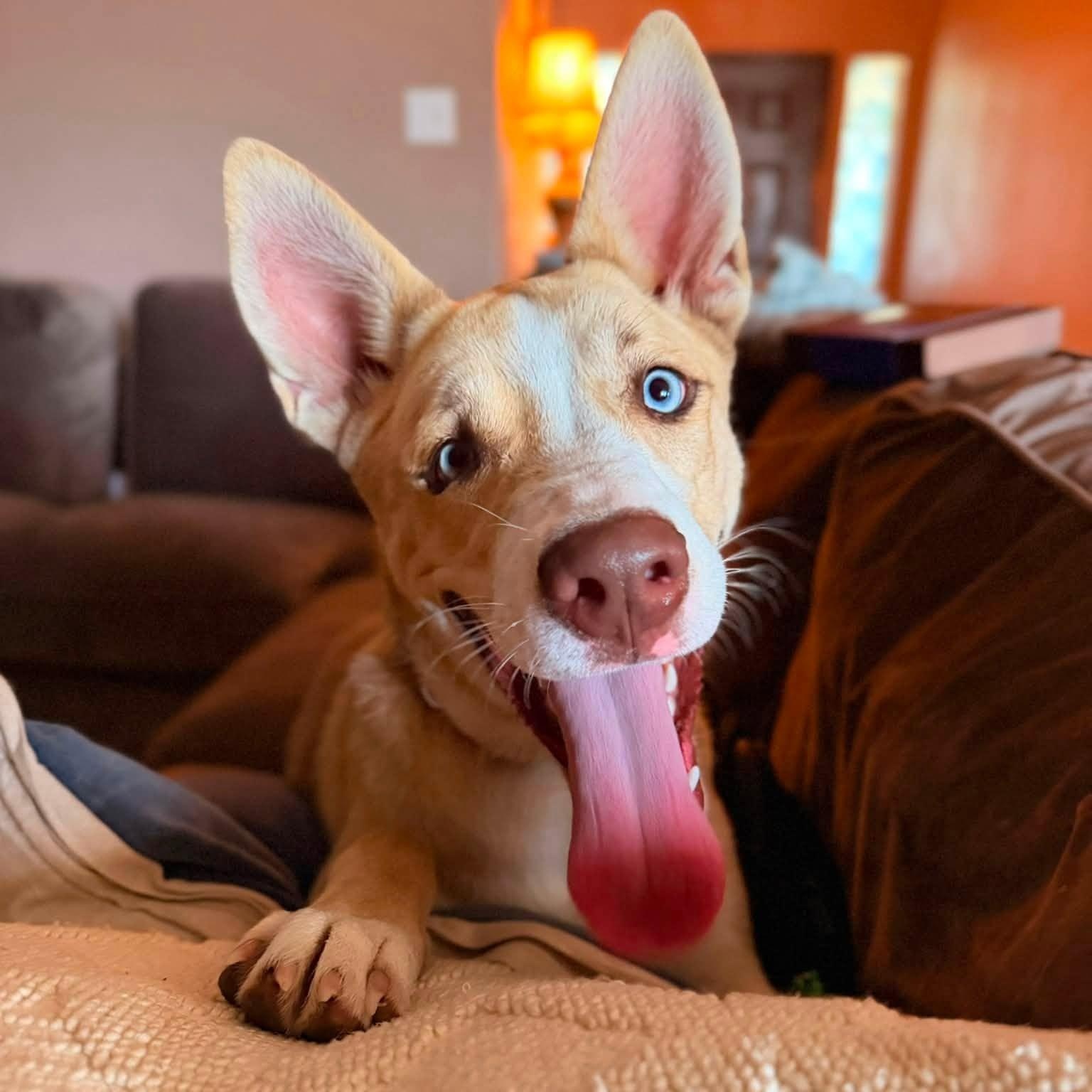 Enlarge Belle, a ADOPTABLE mixed breed in Kempner, TX image 1/6