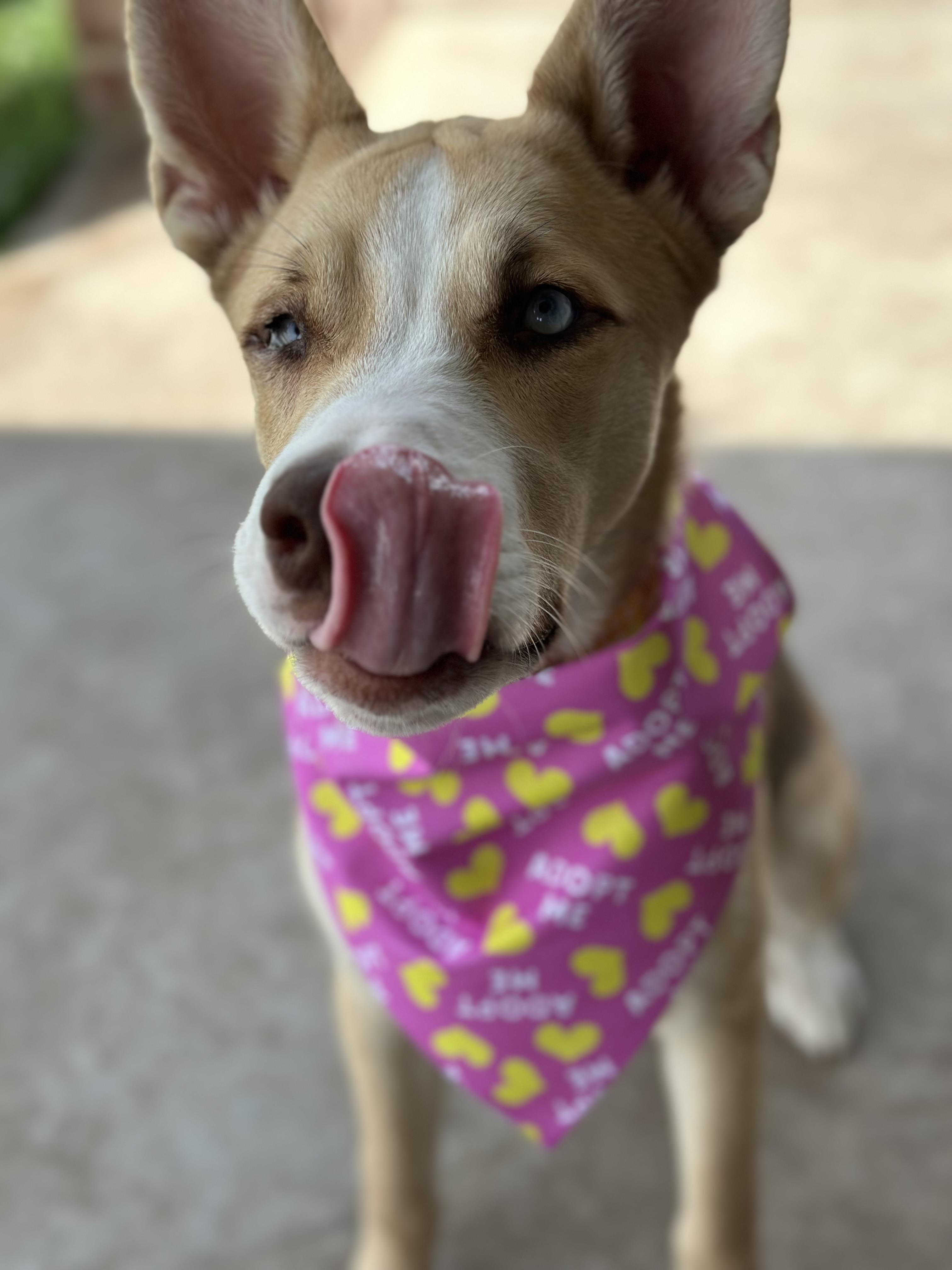 Enlarge Belle, a ADOPTABLE mixed breed in Kempner, TX image 2/5