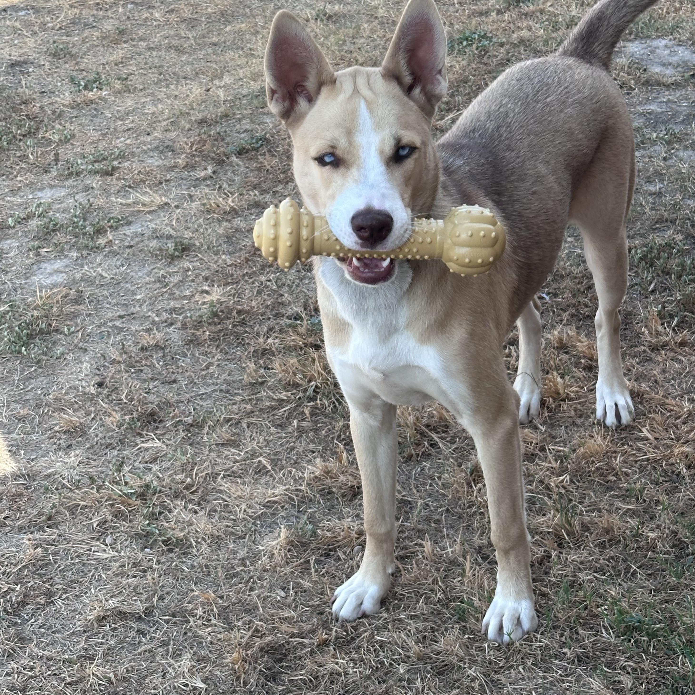 Enlarge Belle, a ADOPTABLE mixed breed in Kempner, TX image 3/6