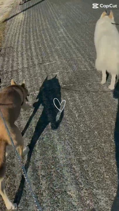 Enlarge Belle, a ADOPTABLE mixed breed in Kempner, TX video 6/6