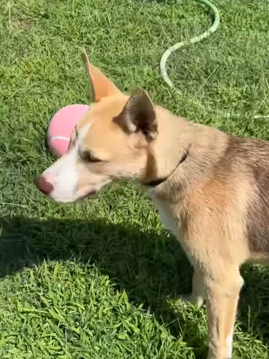 Enlarge Belle, a ADOPTABLE mixed breed in Kempner, TX video 4/5