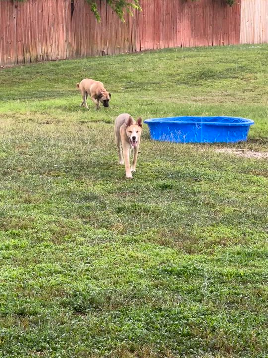 Enlarge Belle, a ADOPTABLE mixed breed in Kempner, TX video 5/5
