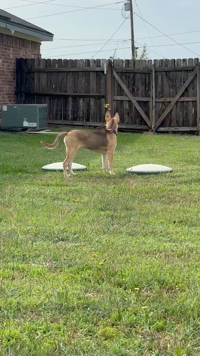 Enlarge Belle, a ADOPTABLE mixed breed in Kempner, TX video 4/4
