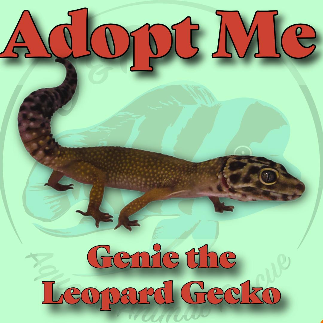 Enlarge Genie the Leopard Gecko, a ADOPTABLE Gecko in Neenah, WI image 1/1