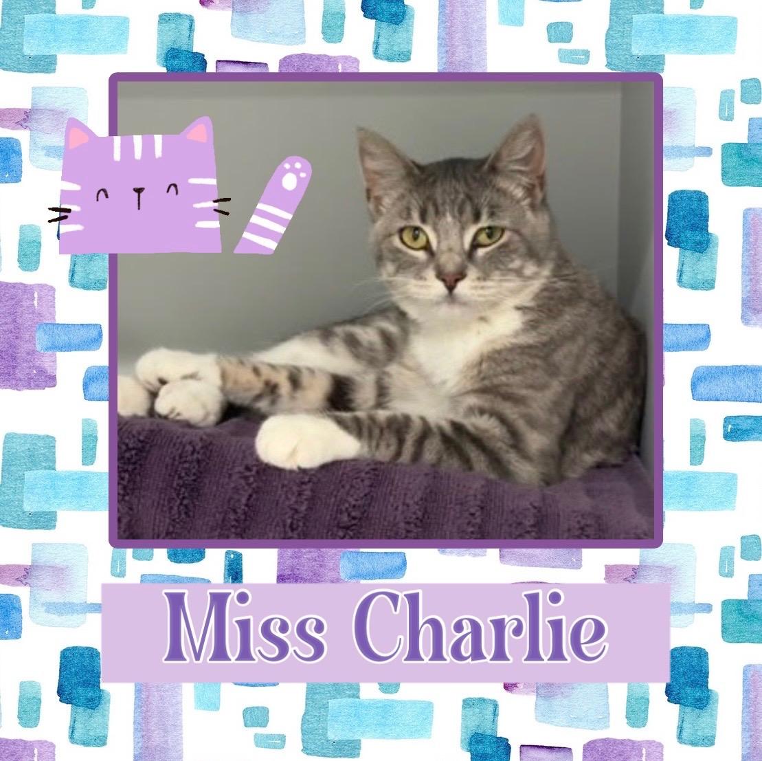 Charlie, ADOPTABLE, Young Female Domestic Short Hair.