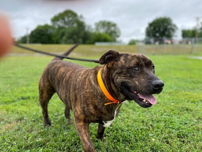 Enlarge Azula, a Adoptable Mixed Breed in Maryville, TN image 1/6