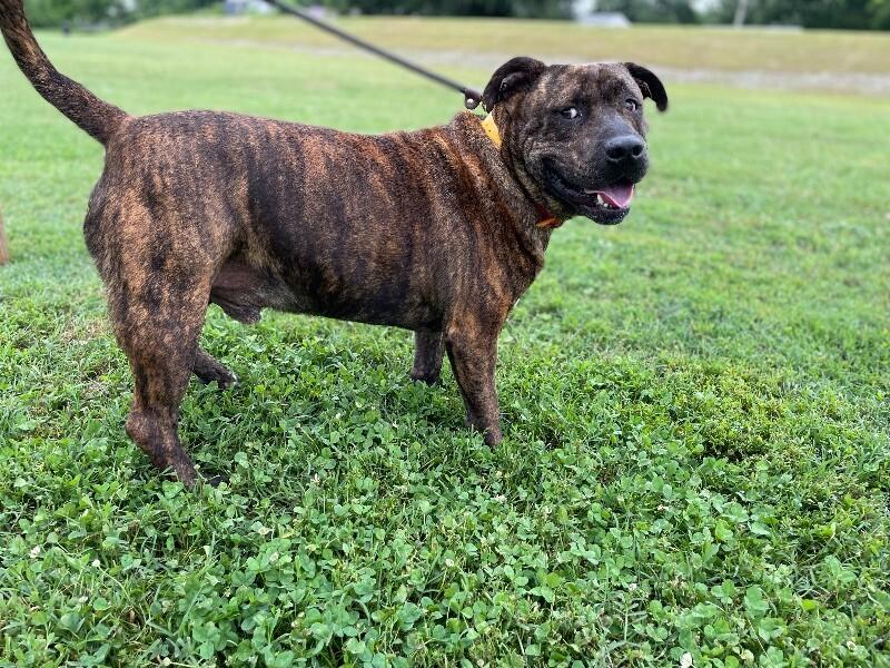 Enlarge Azula, a Adoptable Mixed Breed in Maryville, TN image 2/6