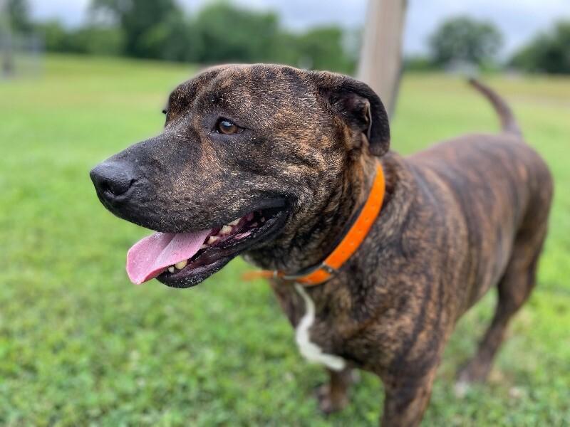 Enlarge Azula, a Adoptable Mixed Breed in Maryville, TN image 3/6