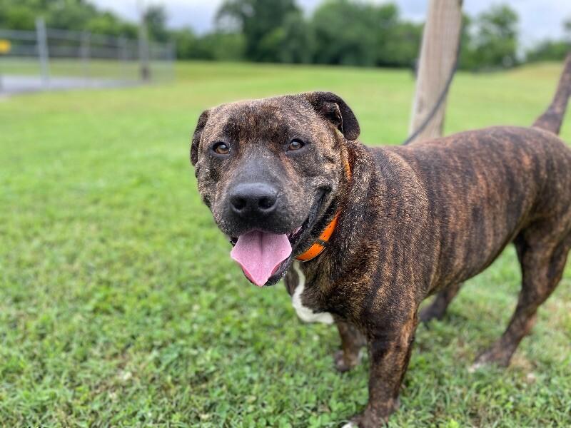 Enlarge Azula, a Adoptable Mixed Breed in Maryville, TN image 4/6