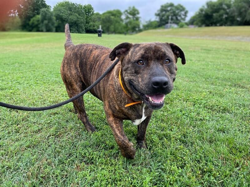 Enlarge Azula, a Adoptable Mixed Breed in Maryville, TN image 5/6