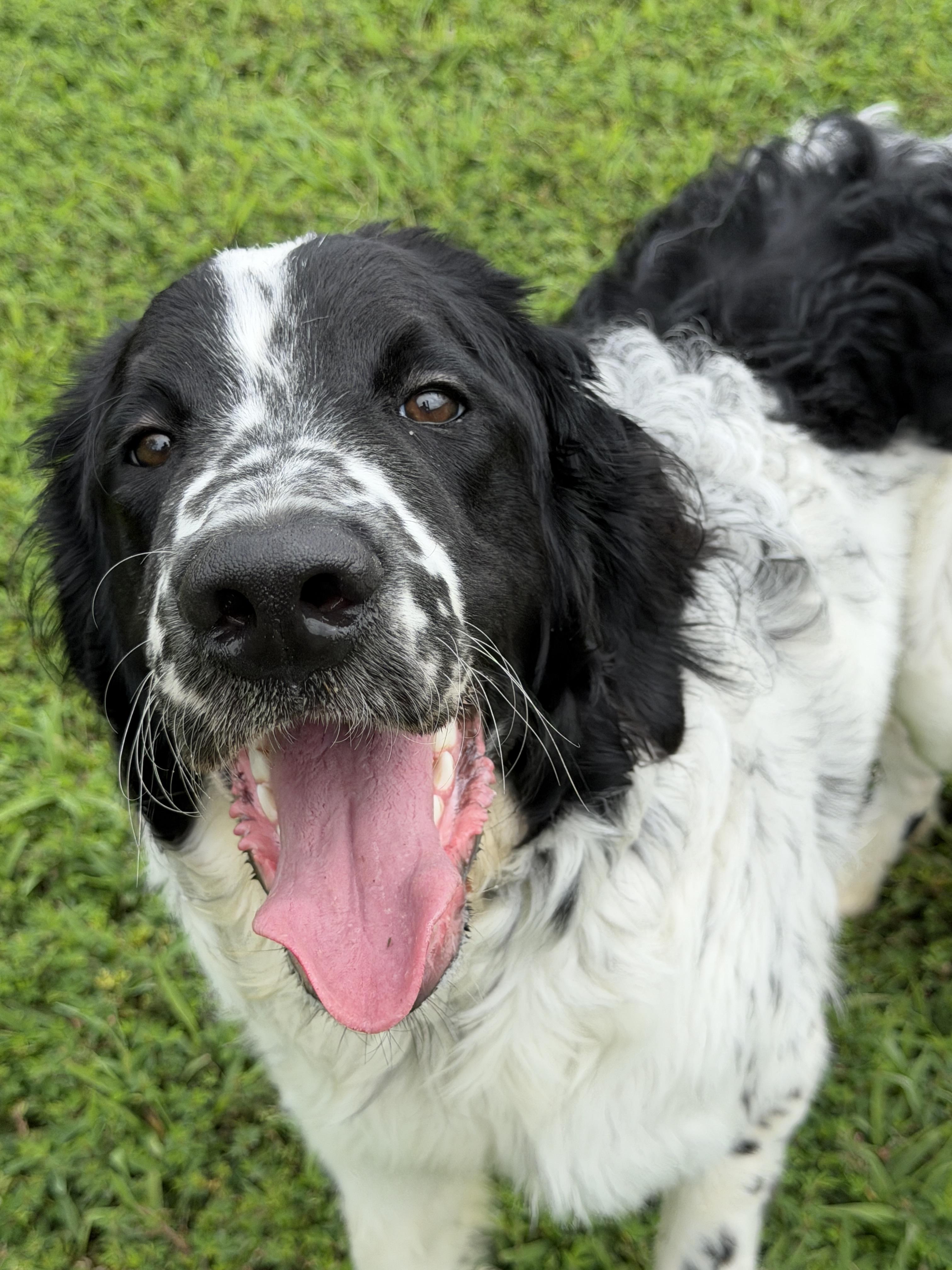 Jeff (ID 52725), adopted, Young Male English Setter.