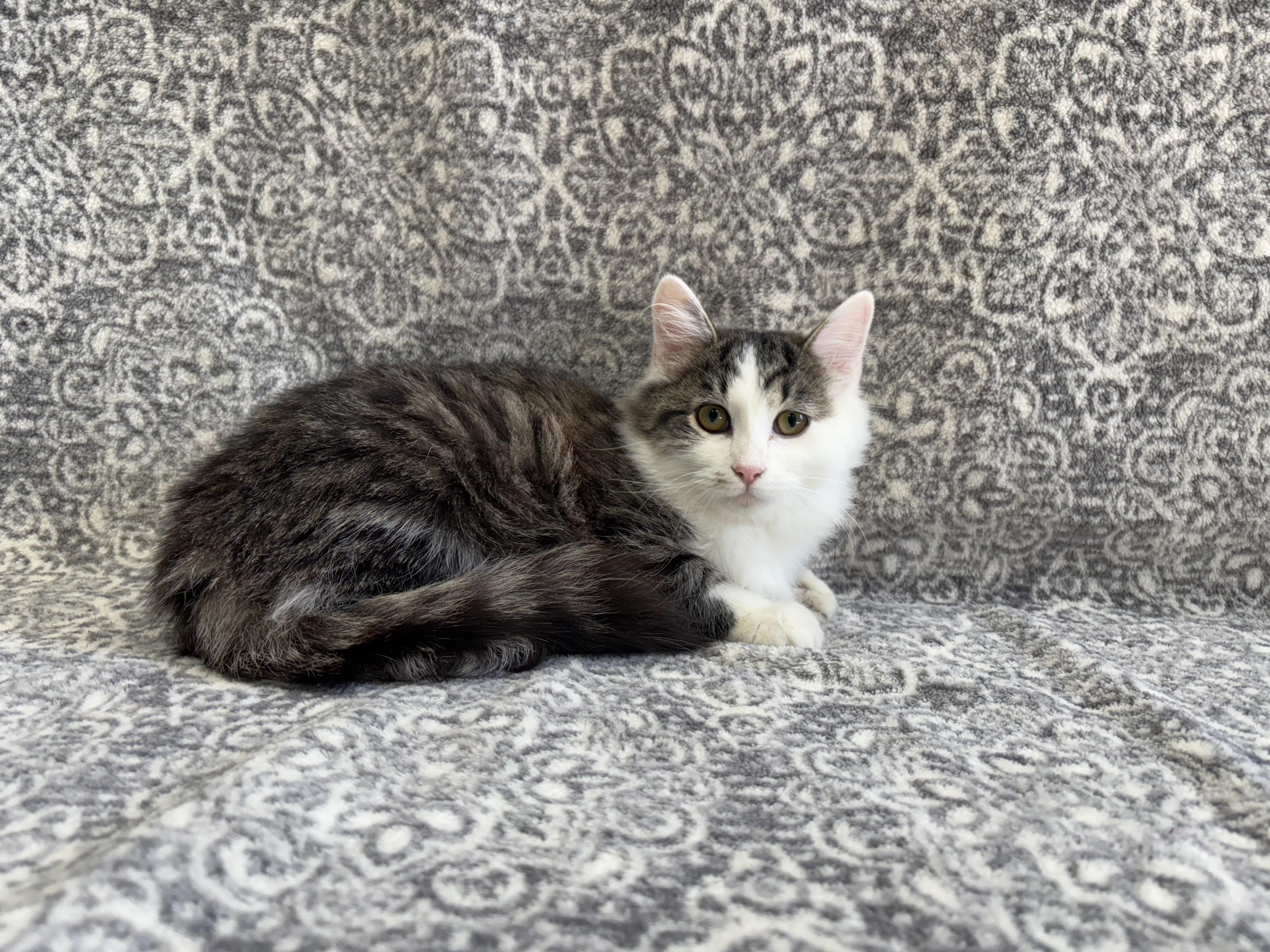 Pistachio, Adoptable, Kitten Female Domestic Medium Hair & American Shorthair.
