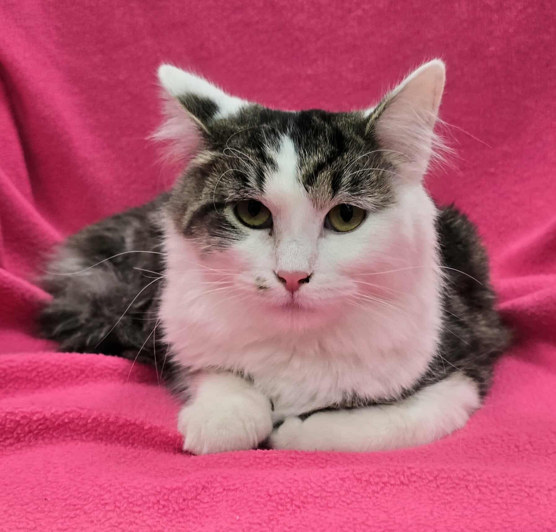 Pistachio, Adoptable, Kitten Female Domestic Medium Hair & American Shorthair.