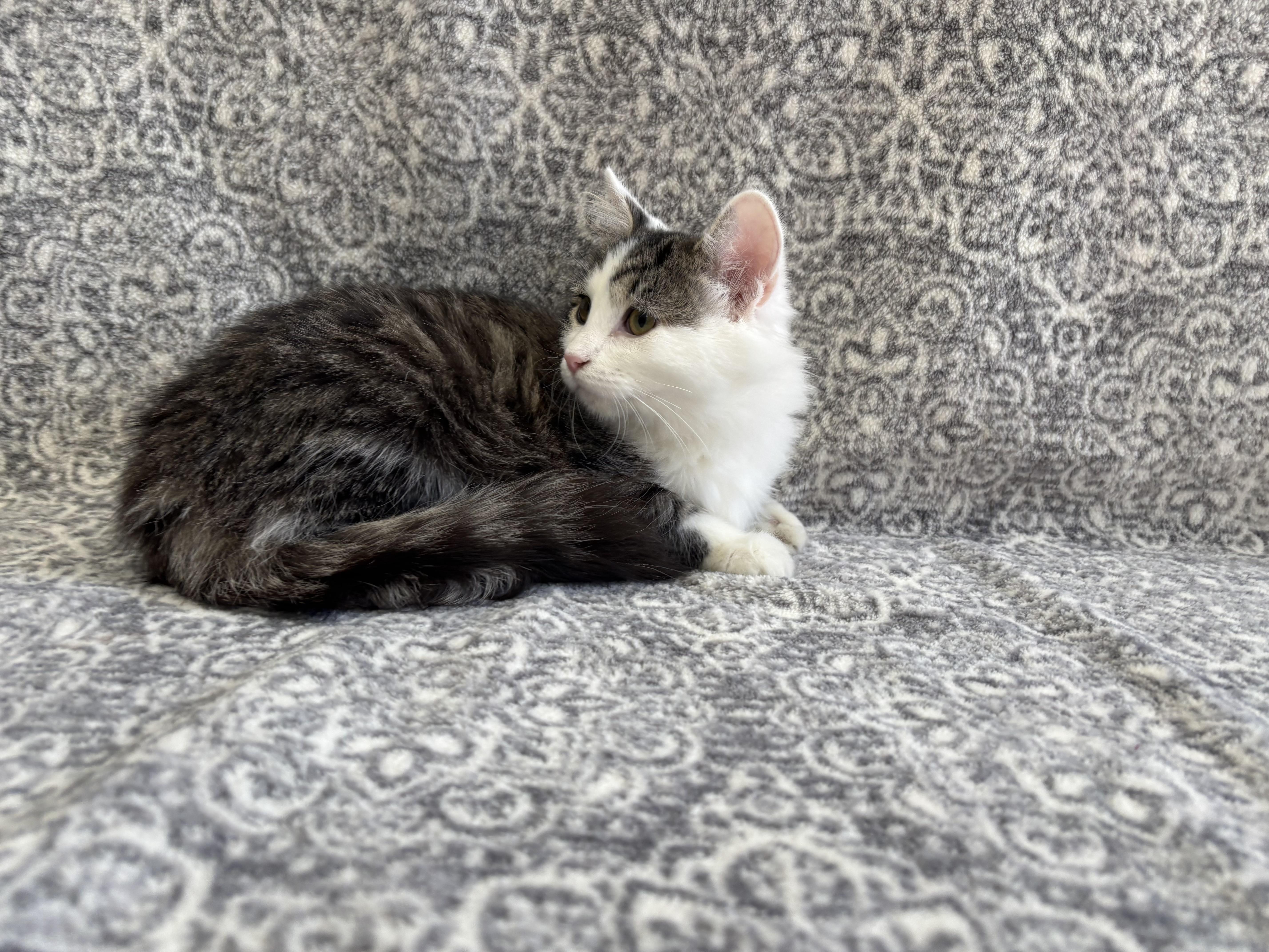 Enlarge Pistachio, a Adoptable mixed breed in Frankfort, IN image 2/5