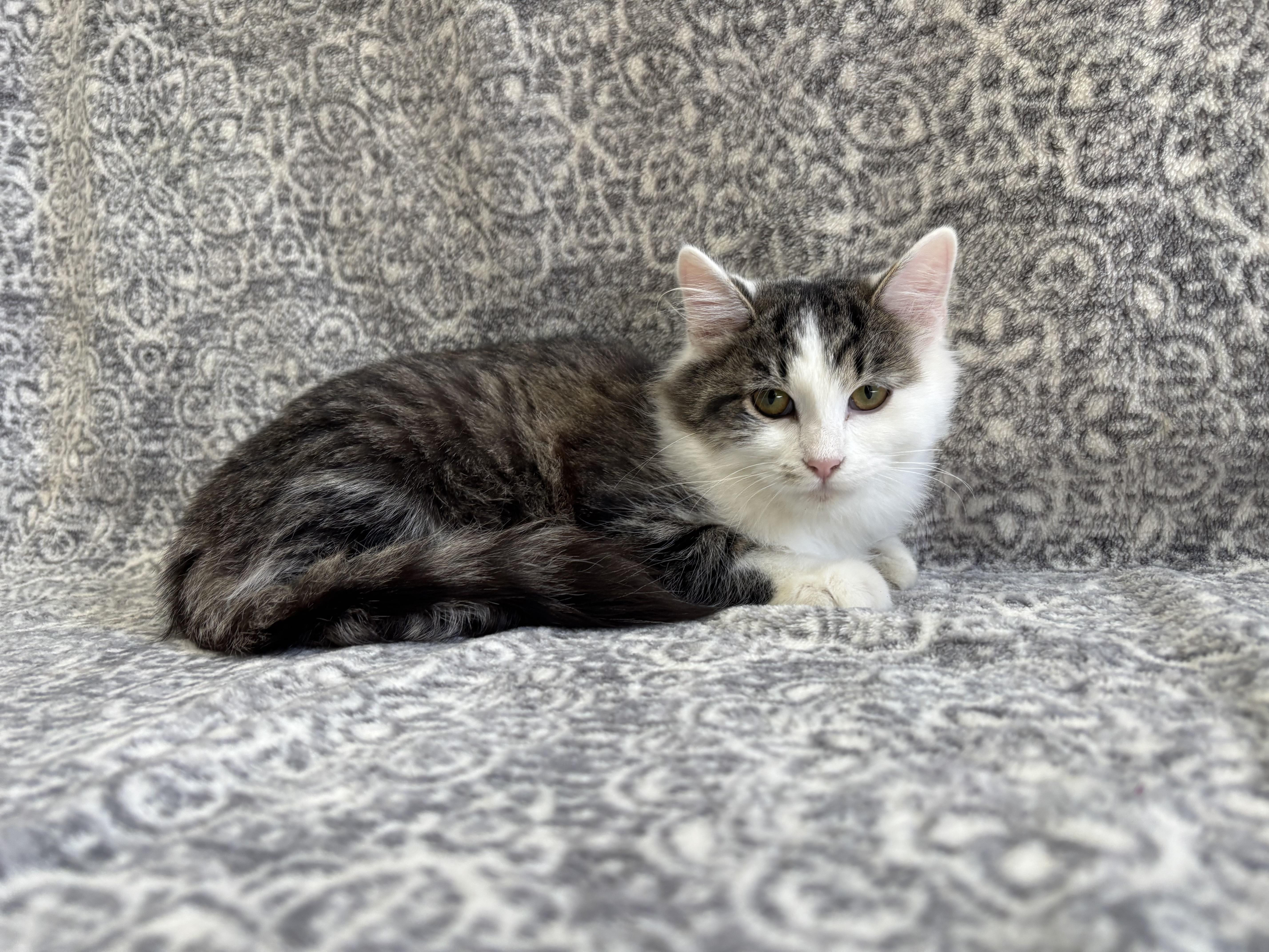 Enlarge Pistachio, a Adoptable mixed breed in Frankfort, IN image 4/5