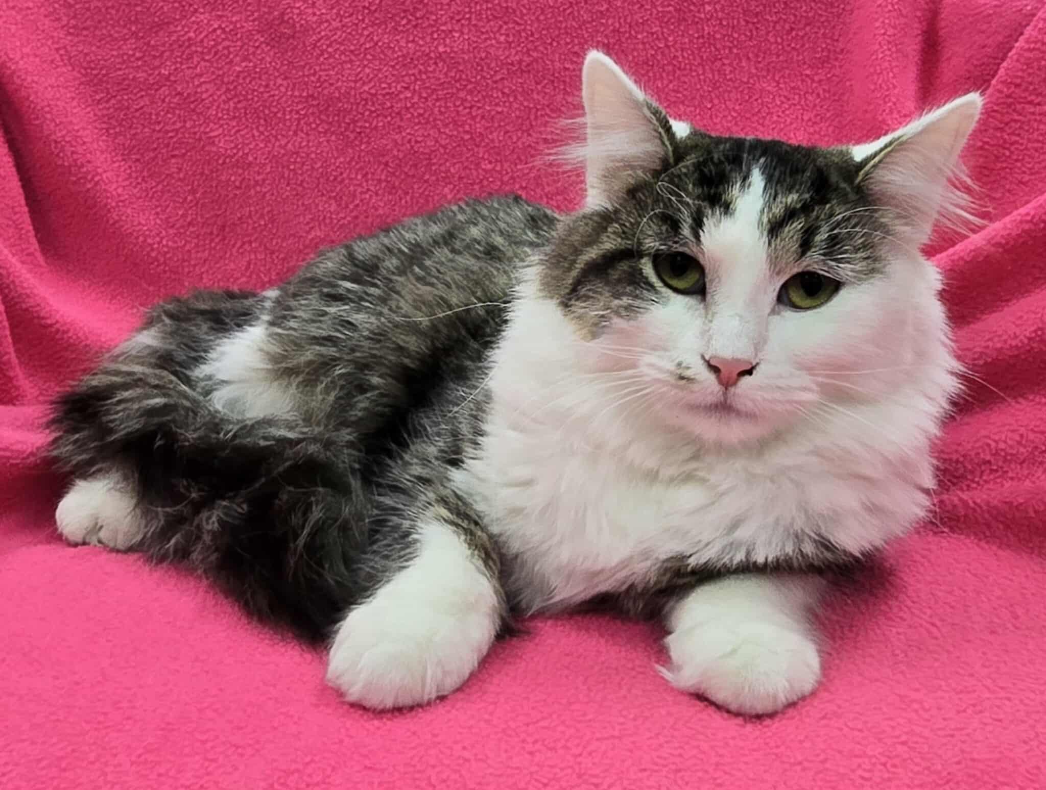 Enlarge Pistachio, a Adoptable mixed breed in Frankfort, IN image 4/5