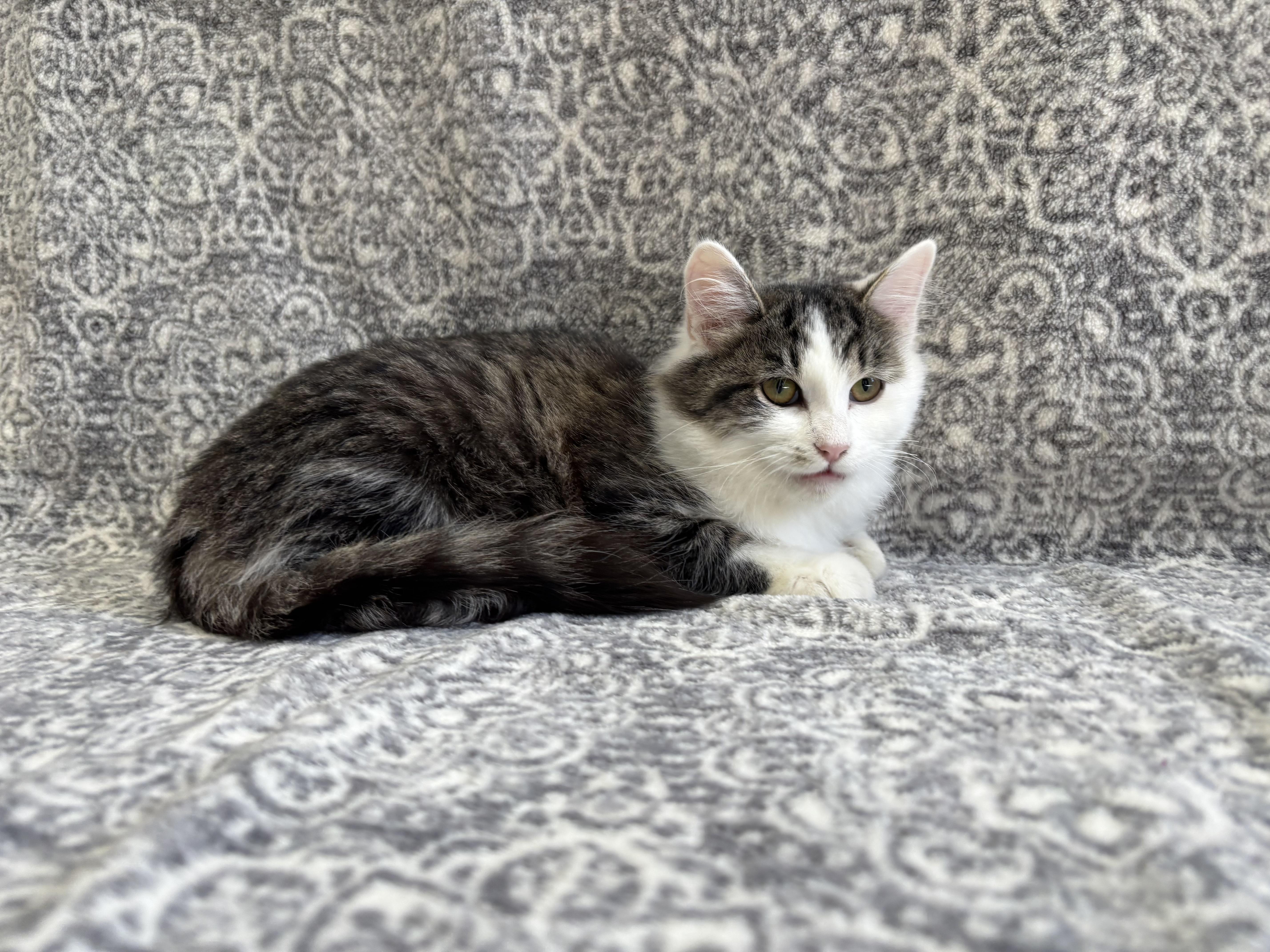 Enlarge Pistachio, a Adoptable mixed breed in Frankfort, IN image 5/5