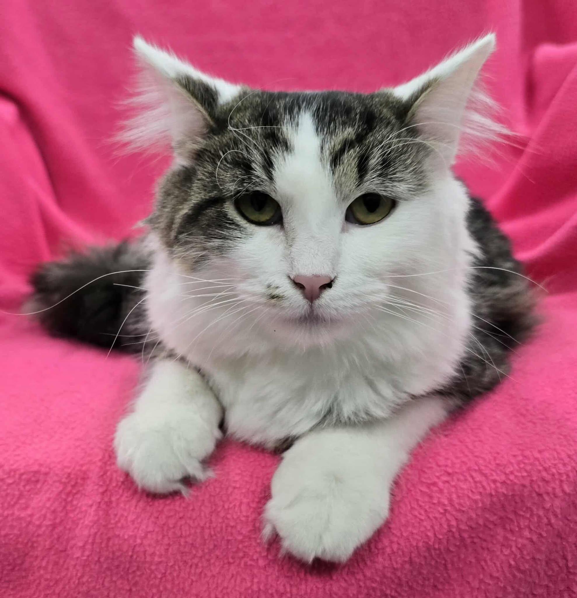 Enlarge Pistachio, a Adoptable mixed breed in Frankfort, IN image 3/5