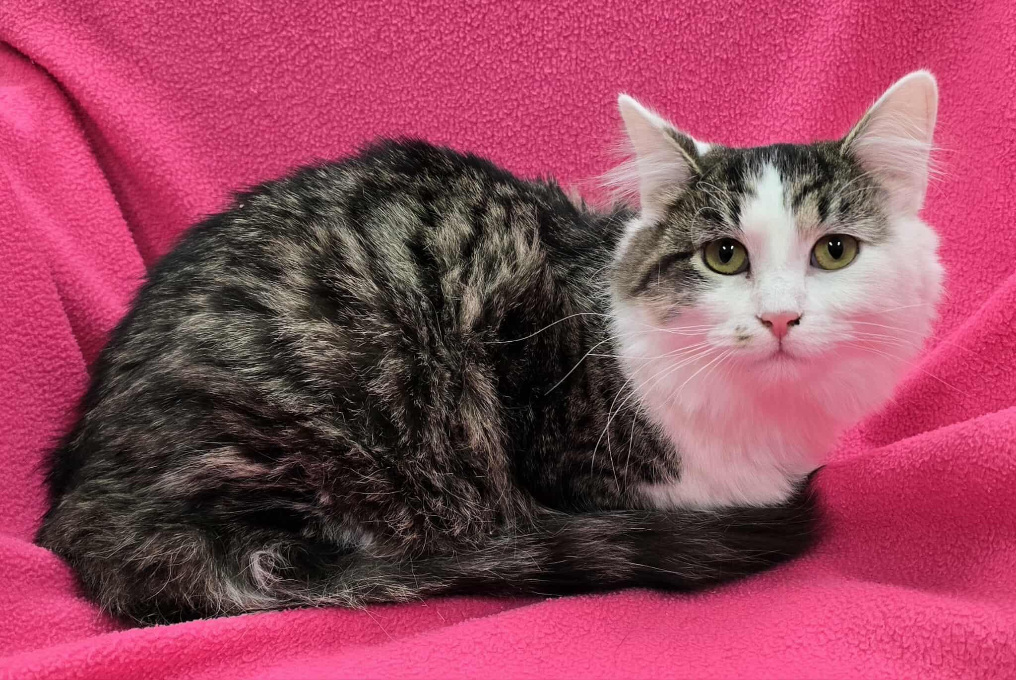 Enlarge Pistachio, a Adoptable mixed breed in Frankfort, IN image 2/5