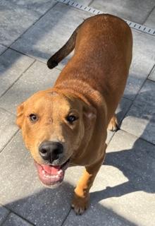 Enlarge Big Red, a ADOPTABLE mixed breed in Longwood, FL image 5/6