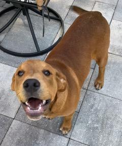 Enlarge Big Red, a ADOPTABLE mixed breed in Longwood, FL image 4/6