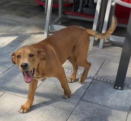 Enlarge Big Red, a ADOPTABLE mixed breed in Longwood, FL image 2/6