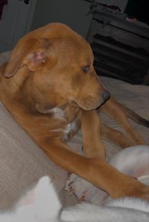 Enlarge Big Red, a ADOPTABLE mixed breed in Longwood, FL image 6/6