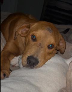 Enlarge Big Red, a ADOPTABLE mixed breed in Longwood, FL image 3/6